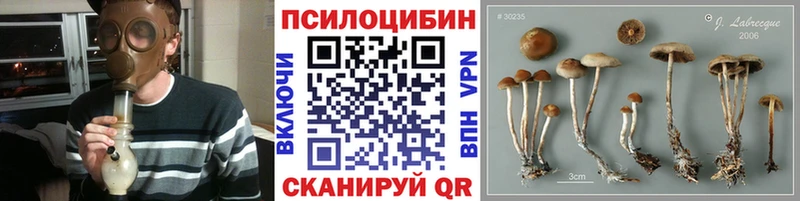 Купить где  Ярцево  Псилоцибиновые грибы Psilocybe 
